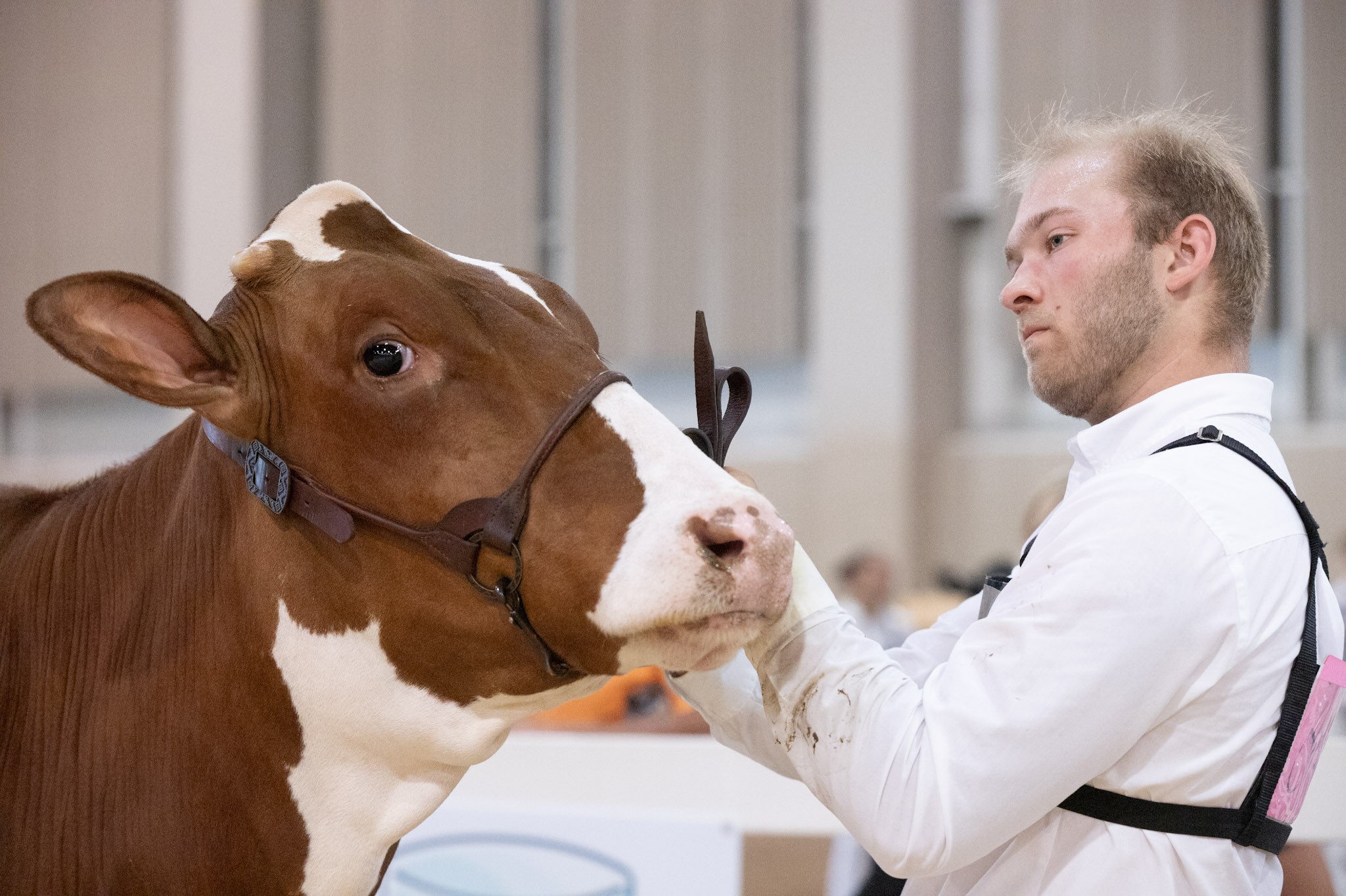 A young male teen showing a red and white cow.